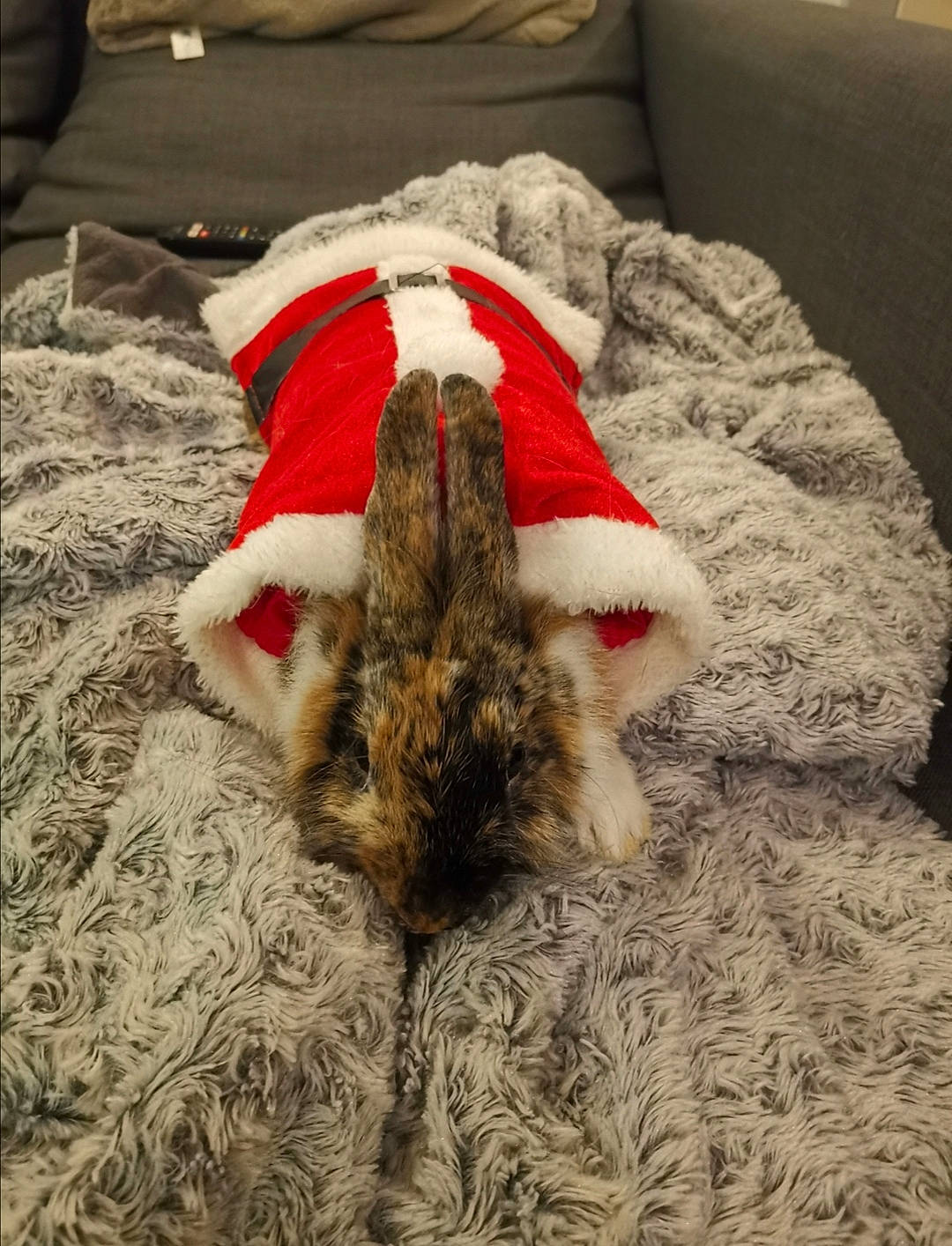 Nala a rejoint le concours — aidez-le/la à gagner de superbes lots ! canidae, carnivore, cat, christmas, ear, felidae, fur, nap, small_to_medium_sized_cats, tail