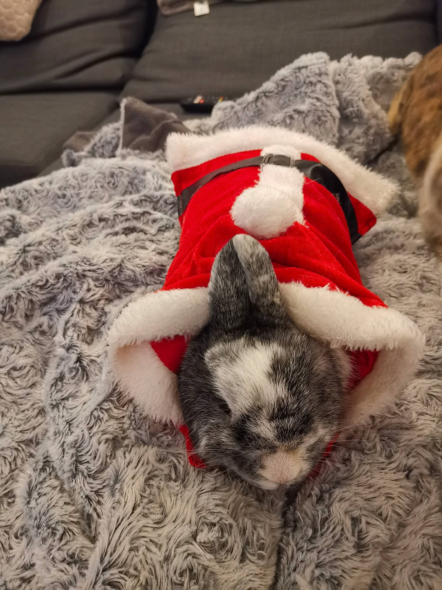 Gribouille a rejoint le concours — aidez-le/la à gagner de superbes lots ! boston_terrier, canidae, carnivore, cat, christmas, dog, dog_breed, dog_clothes, ear, fawn, felidae, french_bulldog, fur, holiday, nap, non_sporting_group, puppy, sleep, tail, toy_dog