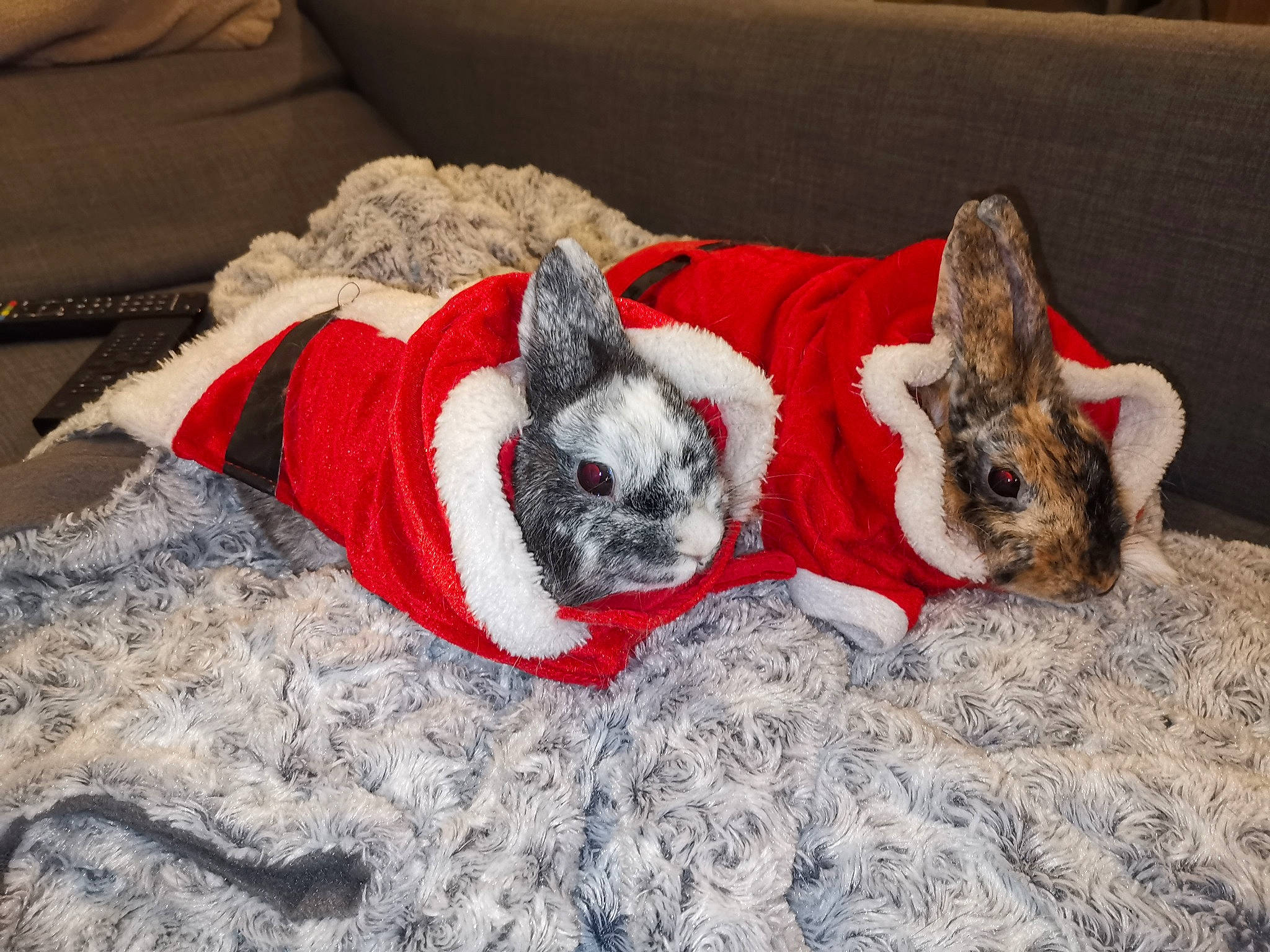 Gribouille participe au concours pour gagner de l'argent avec cette photo : boston_terrier, canidae, carnivore, companion_dog, dog, dog_breed, domestic_rabbit, fawn, french_bulldog, fur, non_sporting_group, puppy, rabbit, rabbits_and_hares, toy_dog