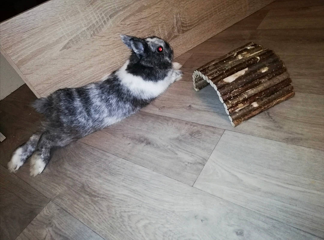 Gribouille participe au concours pour gagner de l'argent avec cette photo : carnivore, cat, european_shorthair, felidae, floor, flooring, fur, hardwood, kitten, laminate_flooring, small_to_medium_sized_cats, tail, whiskers, wood, wood_flooring