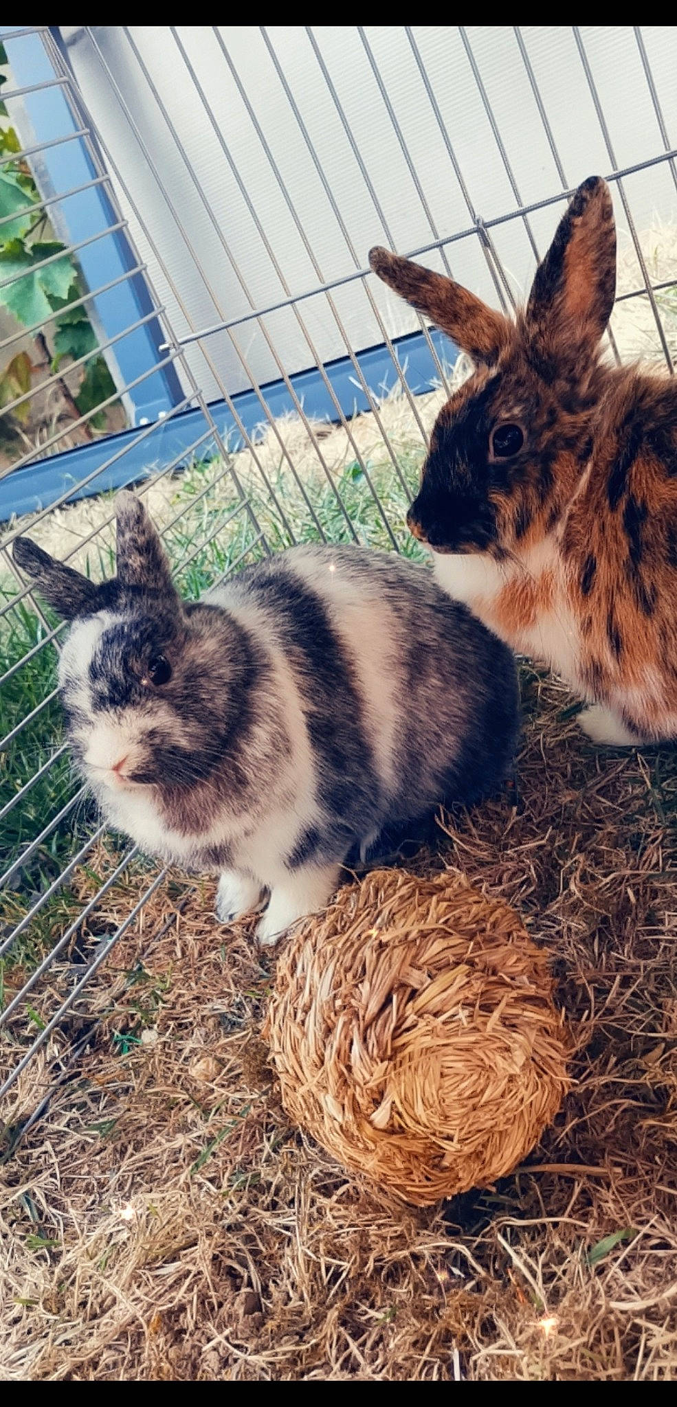Gribouille participe au concours pour gagner de l'argent avec cette photo : cat, domestic_rabbit, ear, european_shorthair, fawn, grass, hare, mammal, plant, rabbit, rabbits_and_hares, whiskers, wildlife