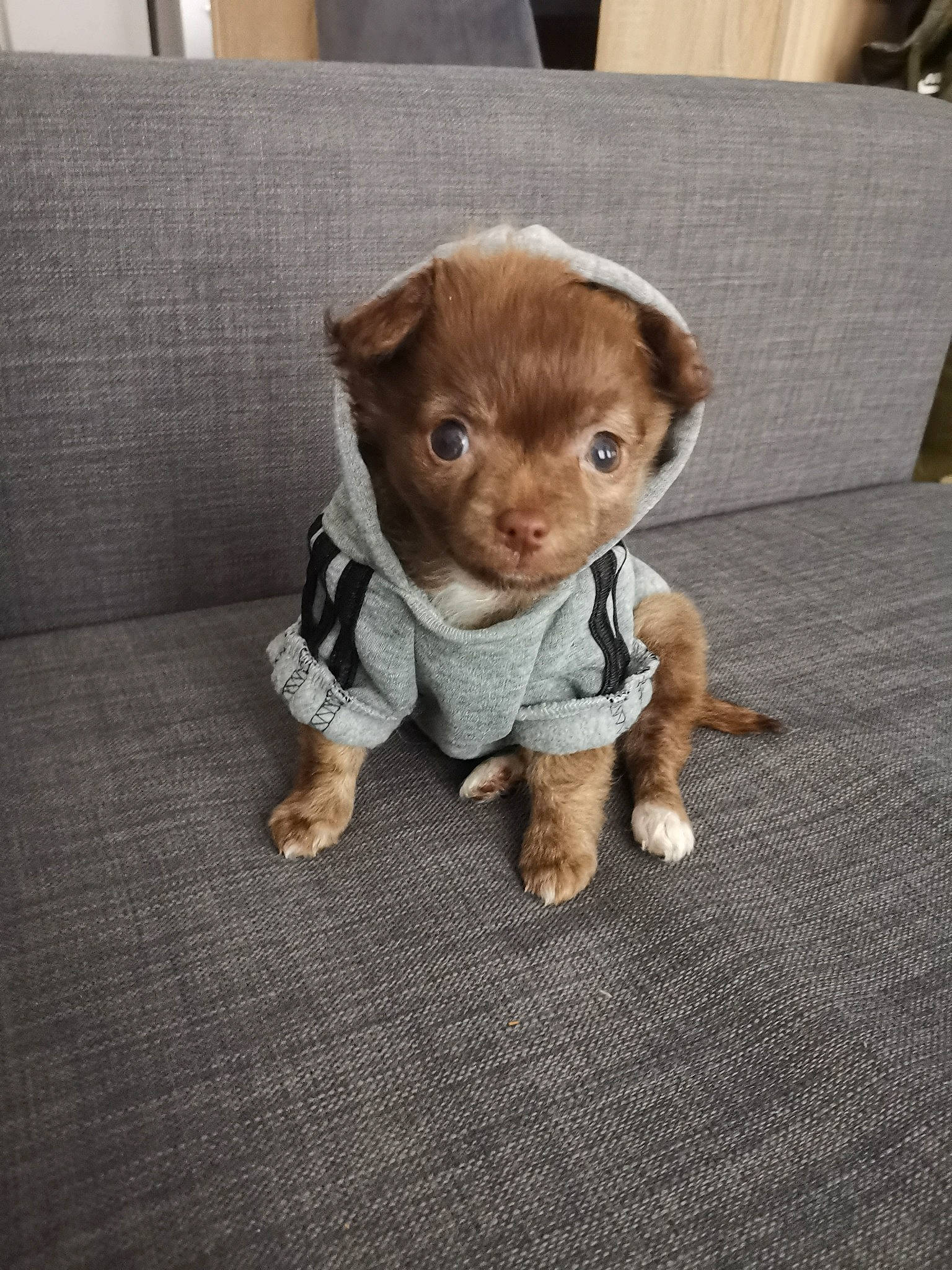 Nano a rejoint le concours — aidez-le/la à gagner de superbes lots ! american_pit_bull_terrier, canidae, carnivore, chihuahua, companion_dog, dog, dog_breed, fawn, mammal, puppy, rare_breed_dog, sporting_group, toy_dog
