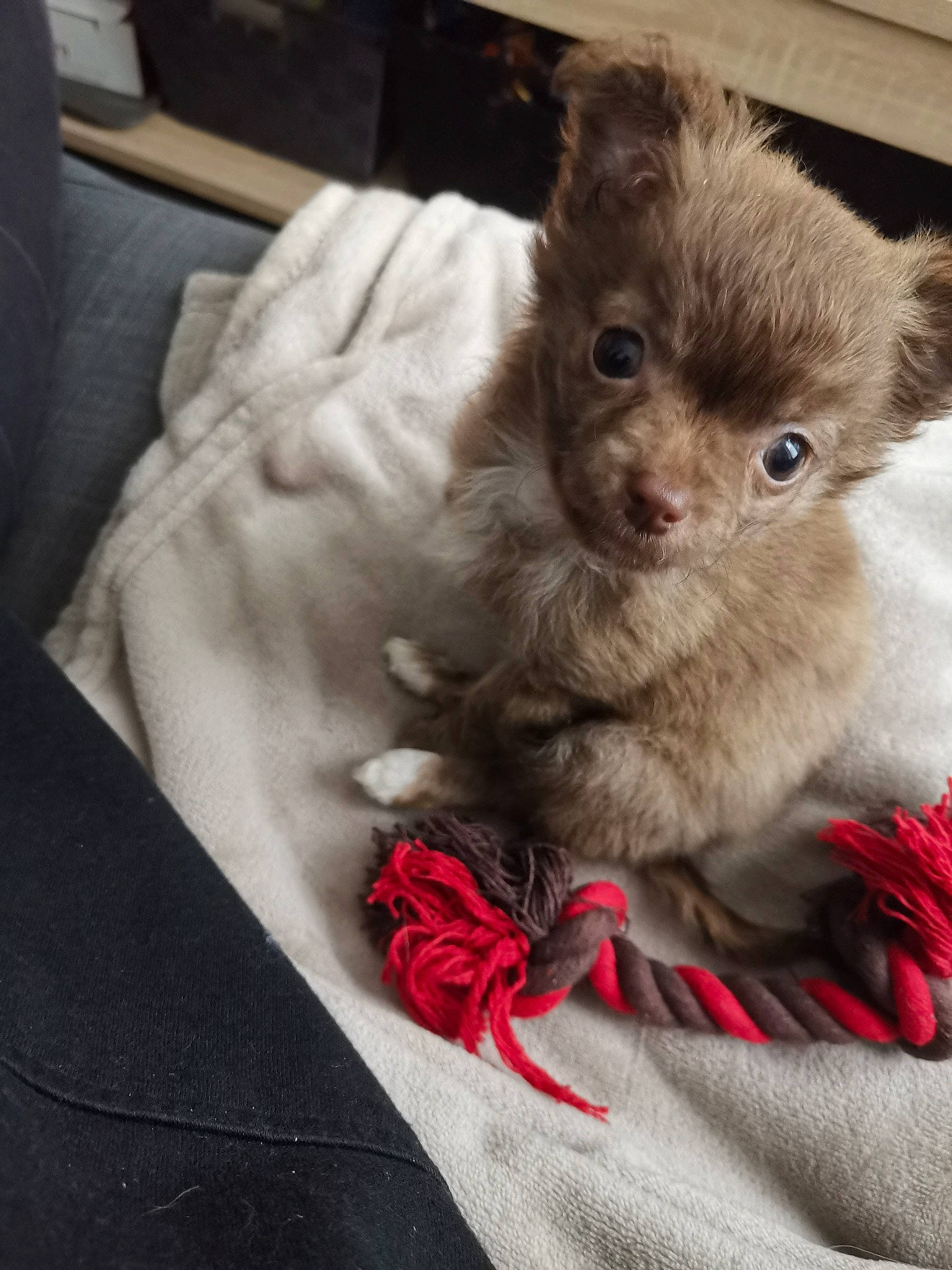 Nano participe au concours pour gagner de l'argent avec cette photo : bolonka, canidae, carnivore, companion_dog, dog, dog_breed, fawn, mammal, pomeranian, puppy, skin, toy_dog, whiskers, yorkipoo