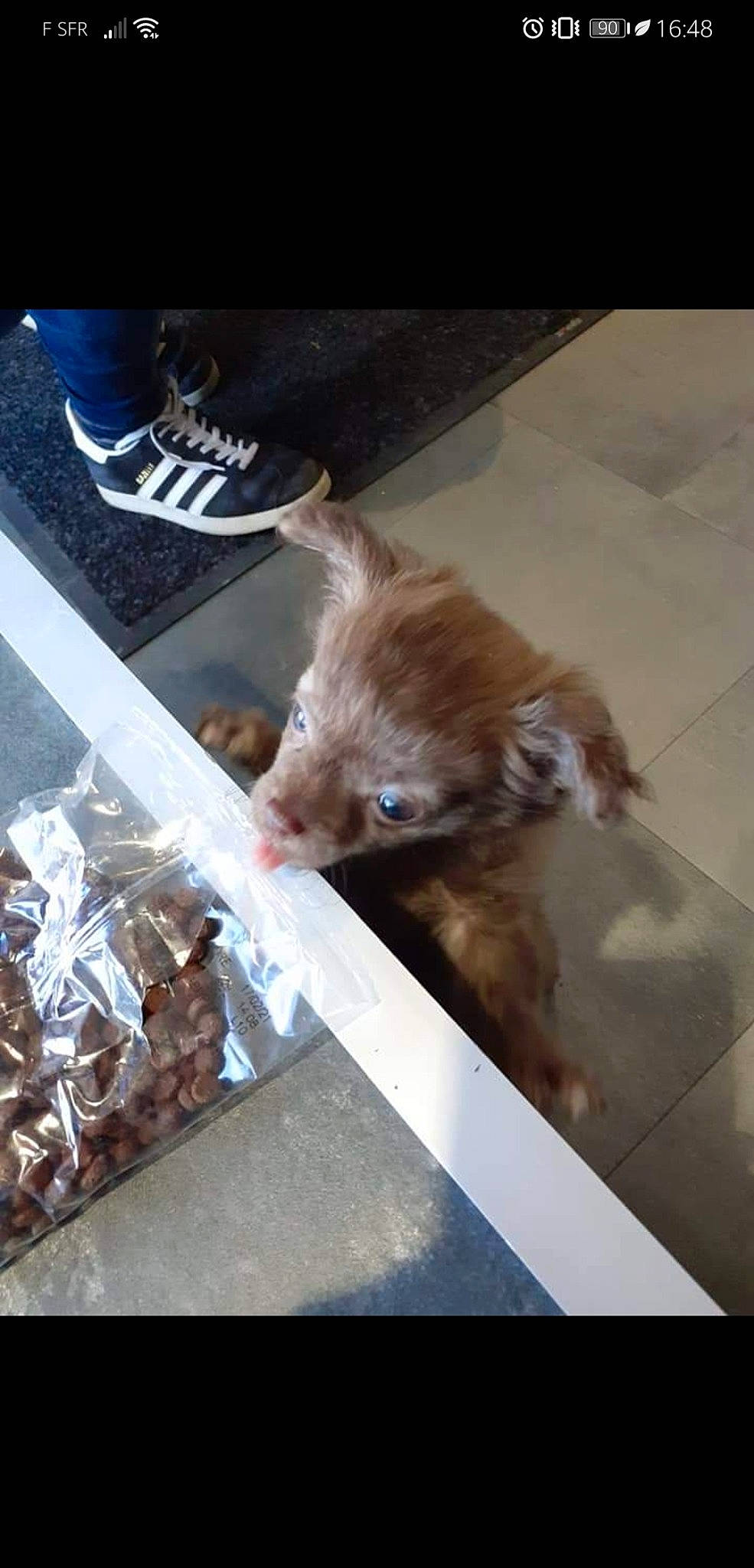 Nano participe au concours pour gagner de l'argent avec cette photo : canidae, carnivore, cat, dog, dog_breed, fawn, liver, puppy, sporting_group, toy_dog, yorkshire_terrier