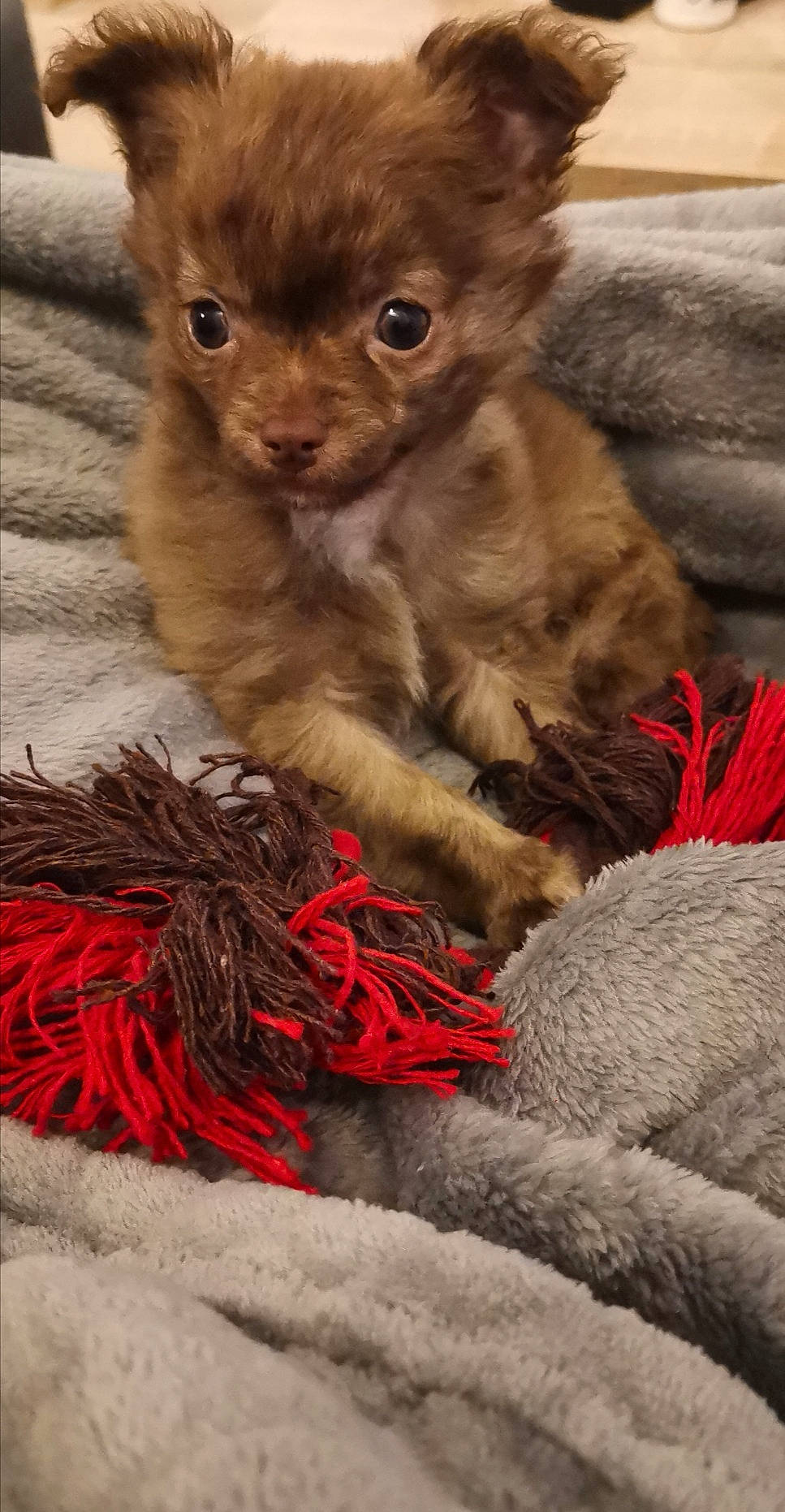 Nano a rejoint le concours — aidez-le/la à gagner de superbes lots ! canidae, carnivore, chihuahua, companion_dog, dog, dog_breed, fawn, fur, mammal, pomeranian, puppy, russkiy_toy, sporting_group, toy_dog, vertebrate