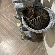 Bruno joined the competition — help win amazing prizes! animal, cat, cat_tree, corner, cozy, curled_up, cute, domestic_cat, flooring, furniture, furry, gray, hammock, indoor, pet, relaxed, resting, sleeping, tabby_cat, wooden_floor