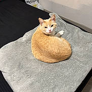 Michi joined the competition — help win amazing prizes! animal, bed, blanket, cat, cozy, curious, cute, domestic_animal, feline, fur, home, indoor, looking_back, orange_cat, pet, relaxed, resting, sleepy, soft_texture, white_cat