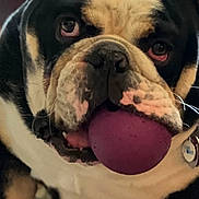 Diesel is registered to the contest to win money with this photo: bulldog, dog, pet, animal, ball, indoor, close_up, face, mouth, fur, ears, carpet, playing, cute, black_and_white, expression, sitting, toy, domestic_animal, canine
