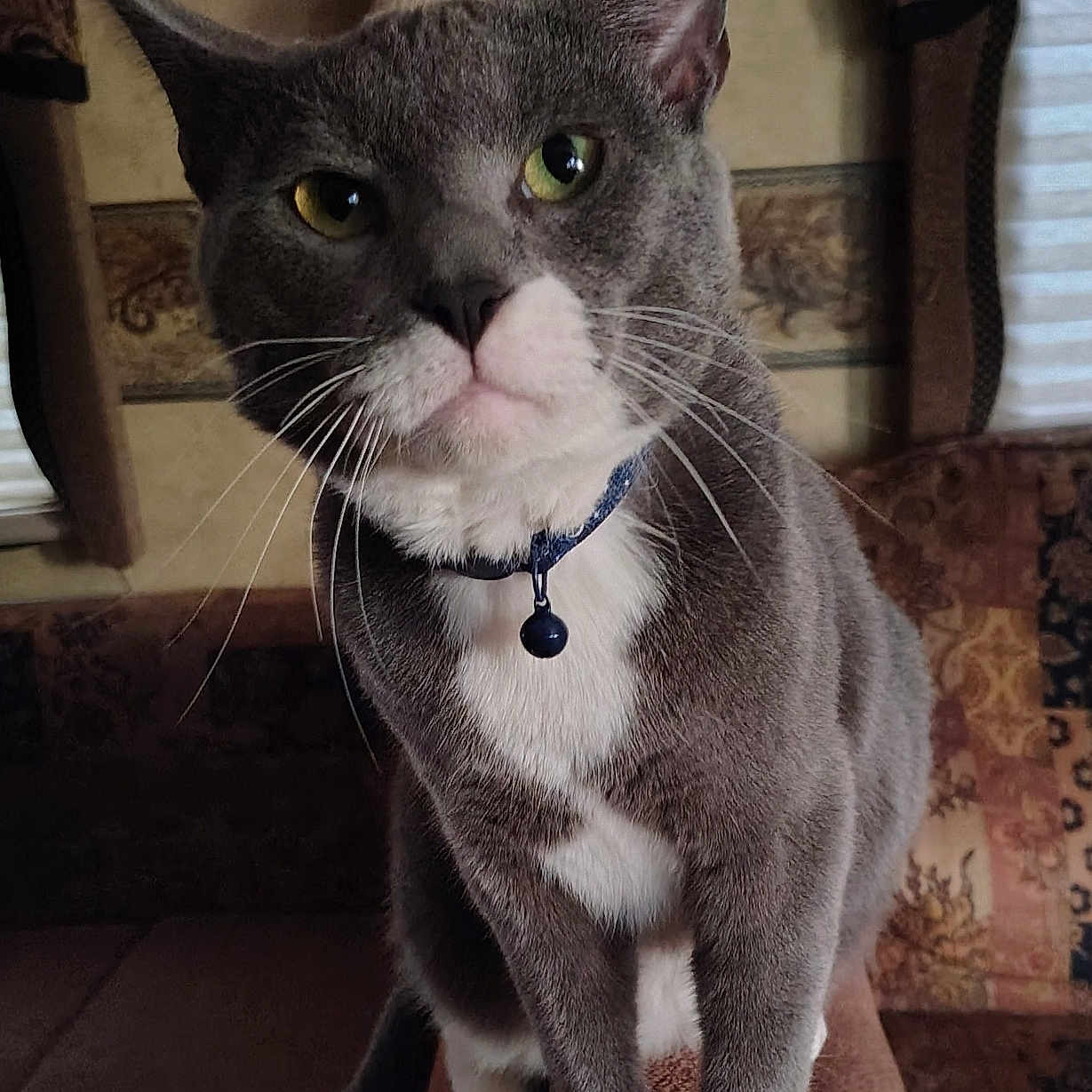Wellington Prince is registered to the contest to win money with this photo: animal, bell, cat, close_up, collar, couch, curious, ears, face, furniture, grey_cat, indoor, lamp, mammal, patterned, pet, tail, whiskers, white_paws, window