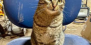 James Brown joined the competition — help win amazing prizes! cat, tabby, chair, blue_chair, indoor, pet, animal, feline, curious, sitting, whiskers, ears, eyes, workshop, tools, clutter, floor, scratches, dust, closeup