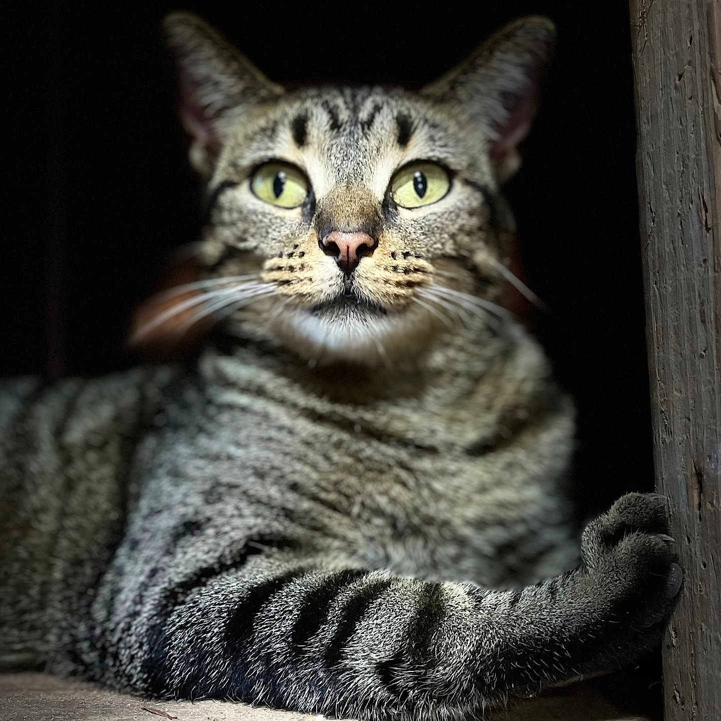 James Brown is registered to the contest to win money with this photo: animal, cat, closeup, cute, dark_background, feline, focused, fur, green_eyes, indoor, mammal, paw, pet, portrait, resting, stripes, tabby, whiskers, wood, wooden_post
