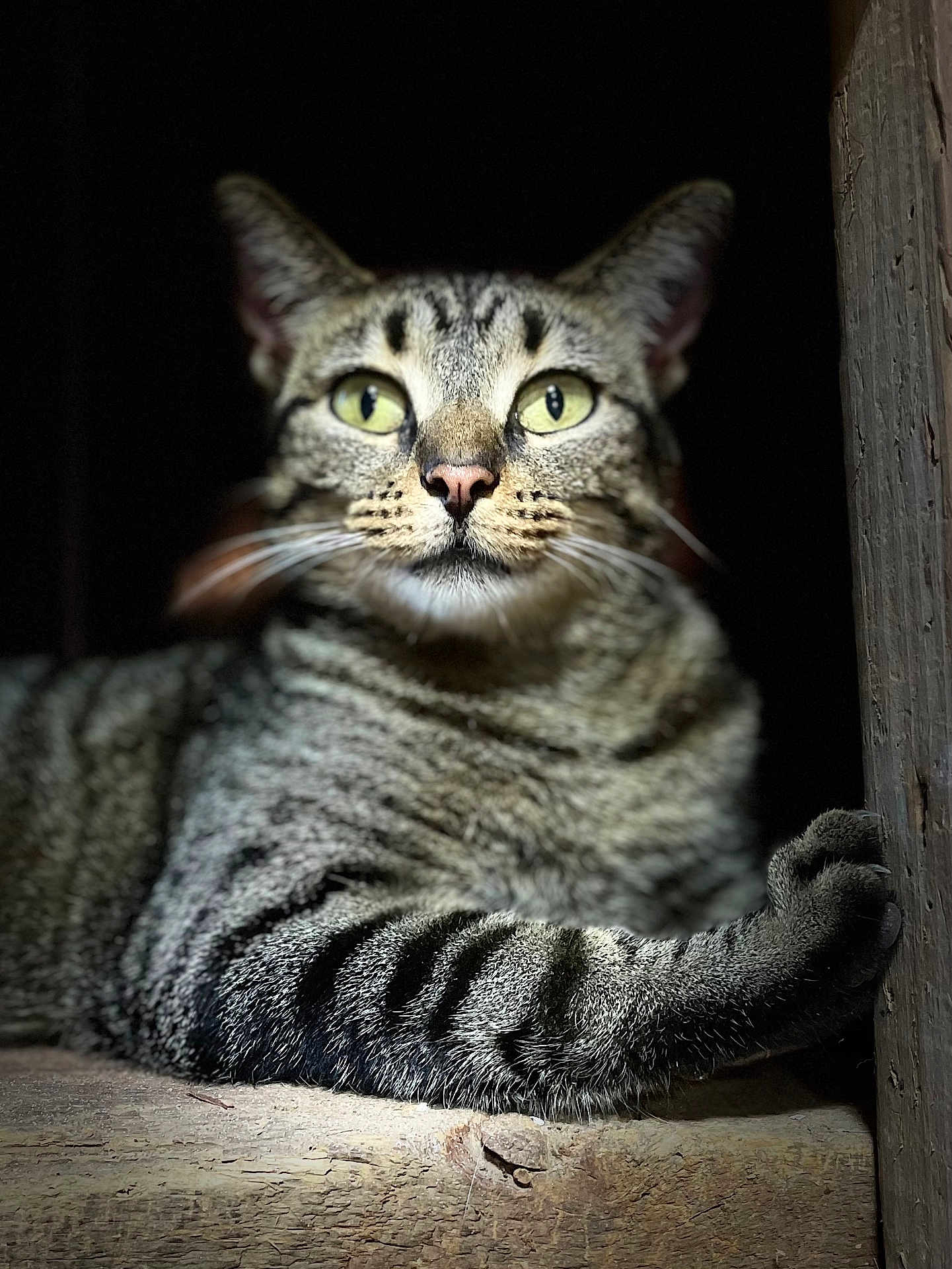 James Brown is registered to the contest to win money with this photo: cat, tabby, paw, wood, wooden_post, green_eyes, whiskers, fur, animal, pet, closeup, portrait, resting, stripes, indoor, dark_background, focused, mammal, cute, feline