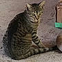 James Brown joined the competition — help win amazing prizes! cat, tabby_cat, animal, pet, indoor, carpet, feline, sitting, curious, fur, whiskers, ears, tail, box, cardboard, floor, domestic_animal, striped, quiet, closeup