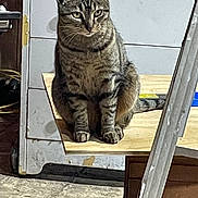 James Brown is registered to the contest to win money with this photo: cat, tabby_cat, sitting, wooden_plank, metal_ladder, cabinet, workshop, garage, floor, indoor, furniture, pet, animal, feline, striped, quiet, still_life, domestic, curious, resting