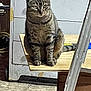 cat, tabby_cat, sitting, wooden_plank, metal_ladder, cabinet, workshop, garage, floor, indoor, furniture, pet, animal, feline, striped, quiet, still_life, domestic, curious, resting
