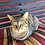 James Brown is registered to the contest to win money with this photo: cat, tabby_cat, striped_cushion, bench, wooden_bench, green_eyes, feline, pet, animal, resting, loaf_position, ears, whiskers, outdoor, daylight, fur, cute, relaxed, striped_pattern, closeup
