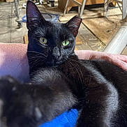 Midnight joined the competition — help win amazing prizes! black_cat, cat, pet, indoor, close_up, paw, fur, animal, relaxed, person_arm, furniture, wood, yellow_eyes, whiskers, playful, cozy, domestic, mammal, companion, resting