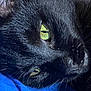Midnight is registered to the contest to win money with this photo: black_cat, cat_face, green_eyes, close_up, pet, animal, fur, whiskers, resting, blue_fabric, texture, domestic_cat, indoor, portrait, sleepy, cute, feline, soft_light, calm, relaxed