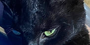 Midnight is registered to the contest to win money with this photo: black_cat, cat, close_up, green_eyes, fur, whiskers, animal, pet, portrait, indoor, resting, blue_fabric, mysterious, intense_gaze, feline, whisker, ear, nose, head, shadow