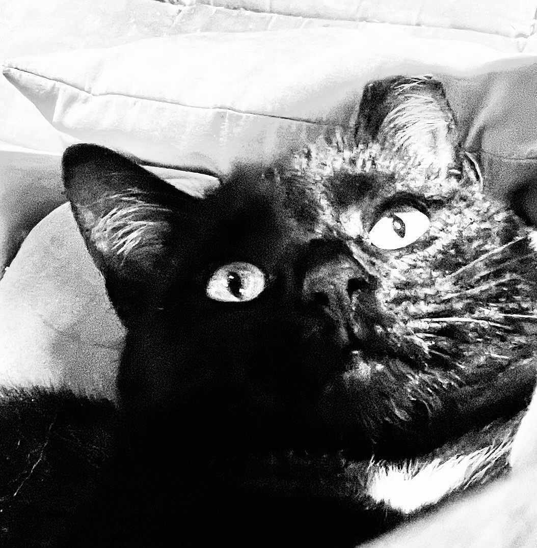 Midnight joined the competition — help win amazing prizes! cat, black_cat, close_up, pet, animal, fur, whiskers, ears, eyes, cushion, pillow, texture, black_and_white, indoor, resting, curious, portrait, feline, soft, cozy