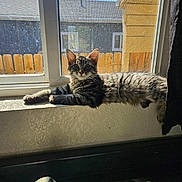 Kitten joined the competition — help win amazing prizes! cat, tabby_cat, windowsill, sunlight, window, screen, fence, house, kitchen_sink, faucet, indoor, pet, animal, domestic, relaxed, fur, whiskers, daylight, curtain, home