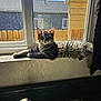 cat, tabby_cat, windowsill, sunlight, window, screen, fence, house, kitchen_sink, faucet, indoor, pet, animal, domestic, relaxed, fur, whiskers, daylight, curtain, home