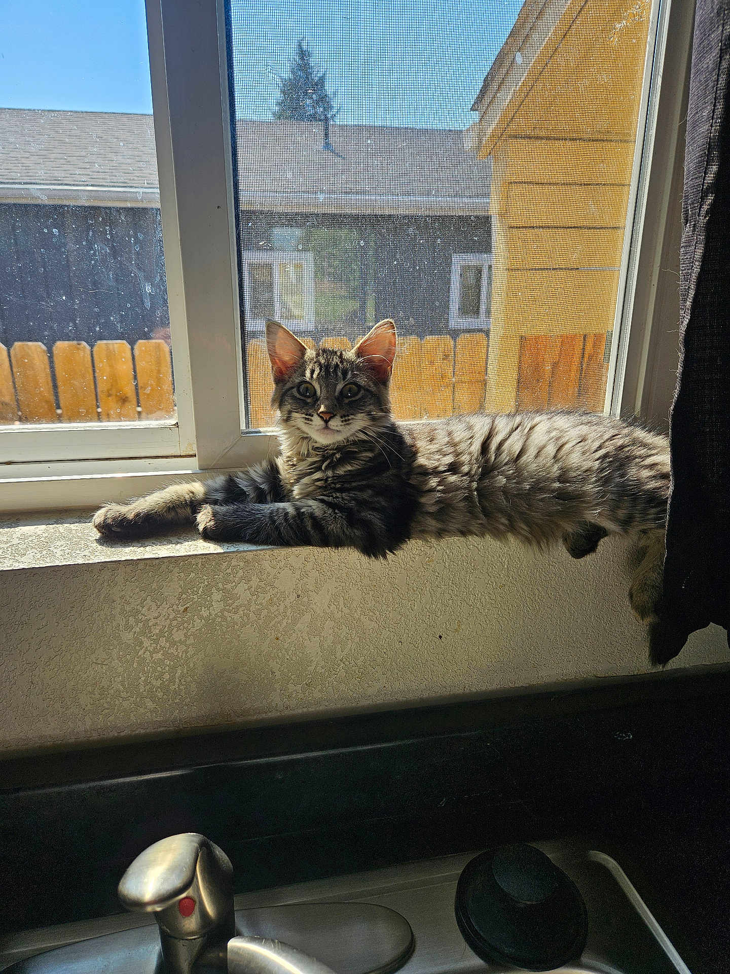Kitten