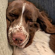Mack joined the competition — help win amazing prizes! dog, sleeping, brown, white, couch, cushion, closeup, pet, relaxed, fur, nose, snout, indoor, resting, animal, calm, cozy, home, comfort, portrait