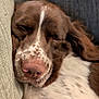 dog, sleeping, brown, white, couch, cushion, closeup, pet, relaxed, fur, nose, snout, indoor, resting, animal, calm, cozy, home, comfort, portrait