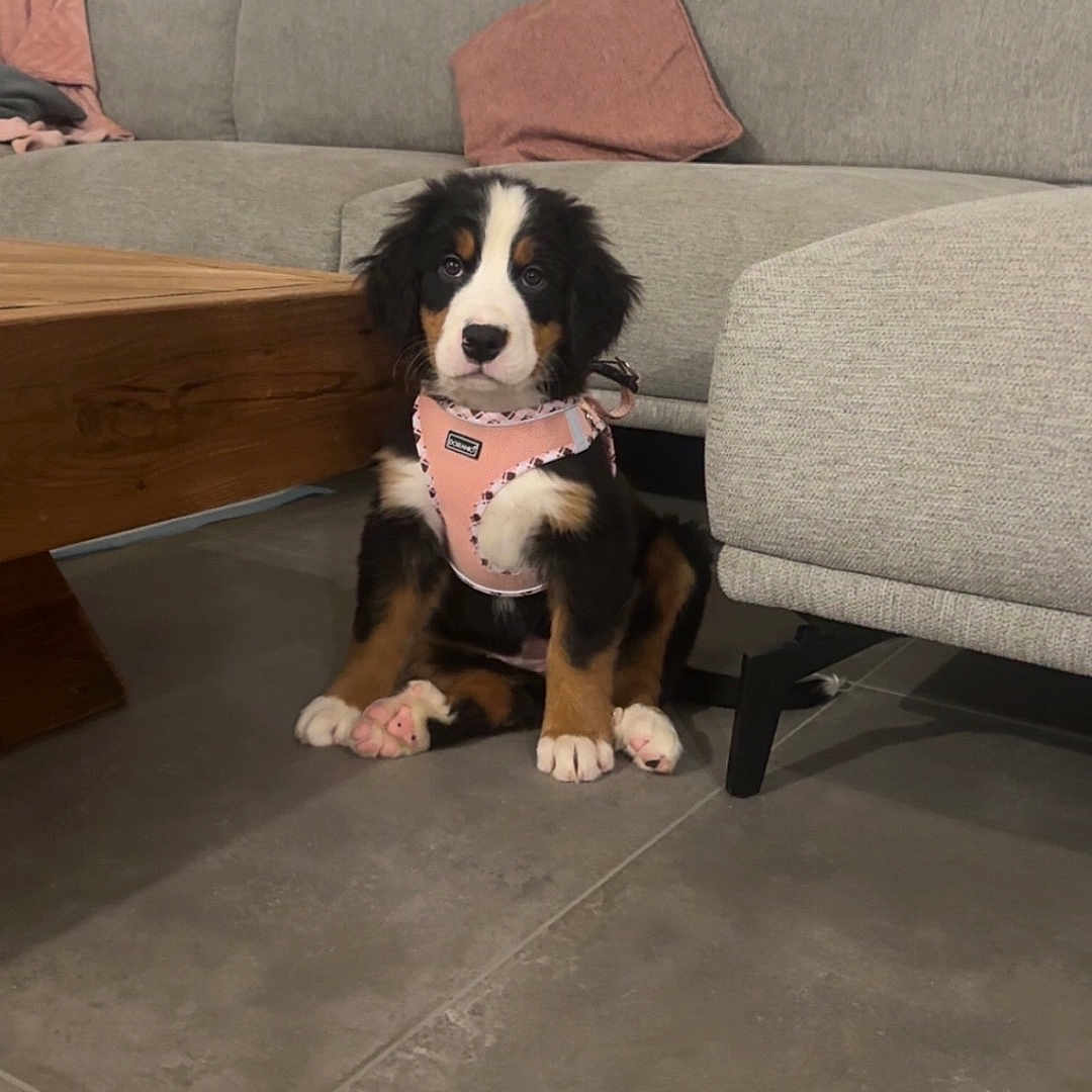 Nala a rejoint le concours — aidez-le/la à gagner de superbes lots ! animal, architecture, ball, building, canine, couch, cushion, dog, furniture, homedecor, indoors, interiordesign, livingroom, person, pet, puppy, room, sport, table, wood