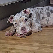 Alaya participe au concours pour gagner de l'argent avec cette photo : dog, puppy, indoor, wooden_floor, spotted, lying_down, pet, cute, ears, flooring, radiator, animal, canine, relaxed, resting, domestic, young, companion, fur_pattern, adorable