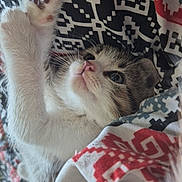 Minie a rejoint le concours — aidez-le/la à gagner de superbes lots ! kitten, cat, paw, fur, blanket, pattern, pink_paw_pads, stretching, cute, pet, animal, cozy, soft, whiskers, face, sleepy, resting, domestic_cat, closeup, indoor