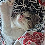 kitten, cat, paw, fur, blanket, pattern, pink_paw_pads, stretching, cute, pet, animal, cozy, soft, whiskers, face, sleepy, resting, domestic_cat, closeup, indoor