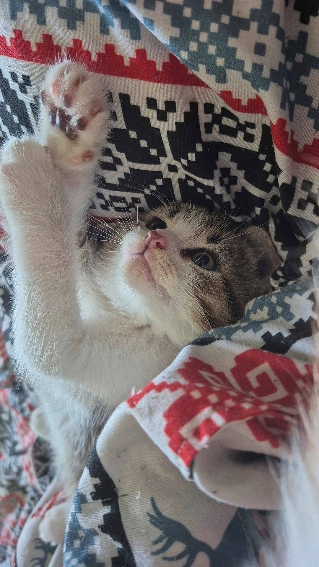 Minie a rejoint le concours — aidez-le/la à gagner de superbes lots ! kitten, cat, paw, fur, blanket, pattern, pink_paw_pads, stretching, cute, pet, animal, cozy, soft, whiskers, face, sleepy, resting, domestic_cat, closeup, indoor