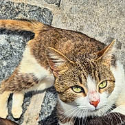 Minie participe au concours pour gagner de l'argent avec cette photo : cat, tabby, green_eyes, whiskers, outdoor, stone_surface, sunlight, animal, pet, feline, fur, closeup, looking_up, relaxed, nature, daylight, mammal, cute, alert, domestic_animal