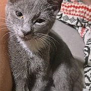 Lucky a rejoint le concours — aidez-le/la à gagner de superbes lots ! cat, kitten, gray_cat, white_patch, pet, animal, feline, close_up, indoor, blanket, person, lap, cozy, relaxed, cute, whiskers, ears, fur, resting, sleepy