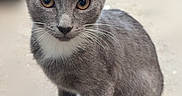 Lucky a rejoint le concours — aidez-le/la à gagner de superbes lots ! adorable, animal, blurry_background, cat, closeup, curious, cute, ears, feline, fur, gray_cat, indoor, kitten, looking, pet, sitting, small, whiskers, white_paws, young_cat