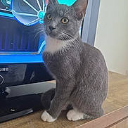 Lucky participe au concours pour gagner de l'argent avec cette photo : carpet, cat, furniture, golden_eyes, gray_fur, home_interior, indoors, kitten, pet, portrait, sitting, spaceship_toy, table, television, toy, tv_stand, upright_ears, whiskers, white_chest, white_paws