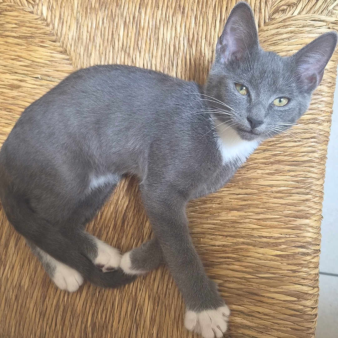 Lucky participe au concours pour gagner de l'argent avec cette photo : cat, kitten, gray_cat, white_paws, yellow_eyes, woven_chair, wooden_chair, indoor, tile_floor, pet, animal, cute, feline, resting, young_cat, curious, looking_up, paw, whiskers, domestic_cat