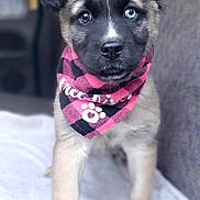 Esmeralda joined the competition — help win amazing prizes! bandana, blanket, blue_eye, brown_eye, car_interior, close_up, cute, dog, fur, heterochromia, nose, paws, pet_accessory, pink, plaid_pattern, portrait, puppy, seat, shallow_depth_of_field, staring