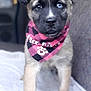 bandana, blanket, blue_eye, brown_eye, car_interior, close_up, cute, dog, fur, heterochromia, nose, paws, pet_accessory, pink, plaid_pattern, portrait, puppy, seat, shallow_depth_of_field, staring