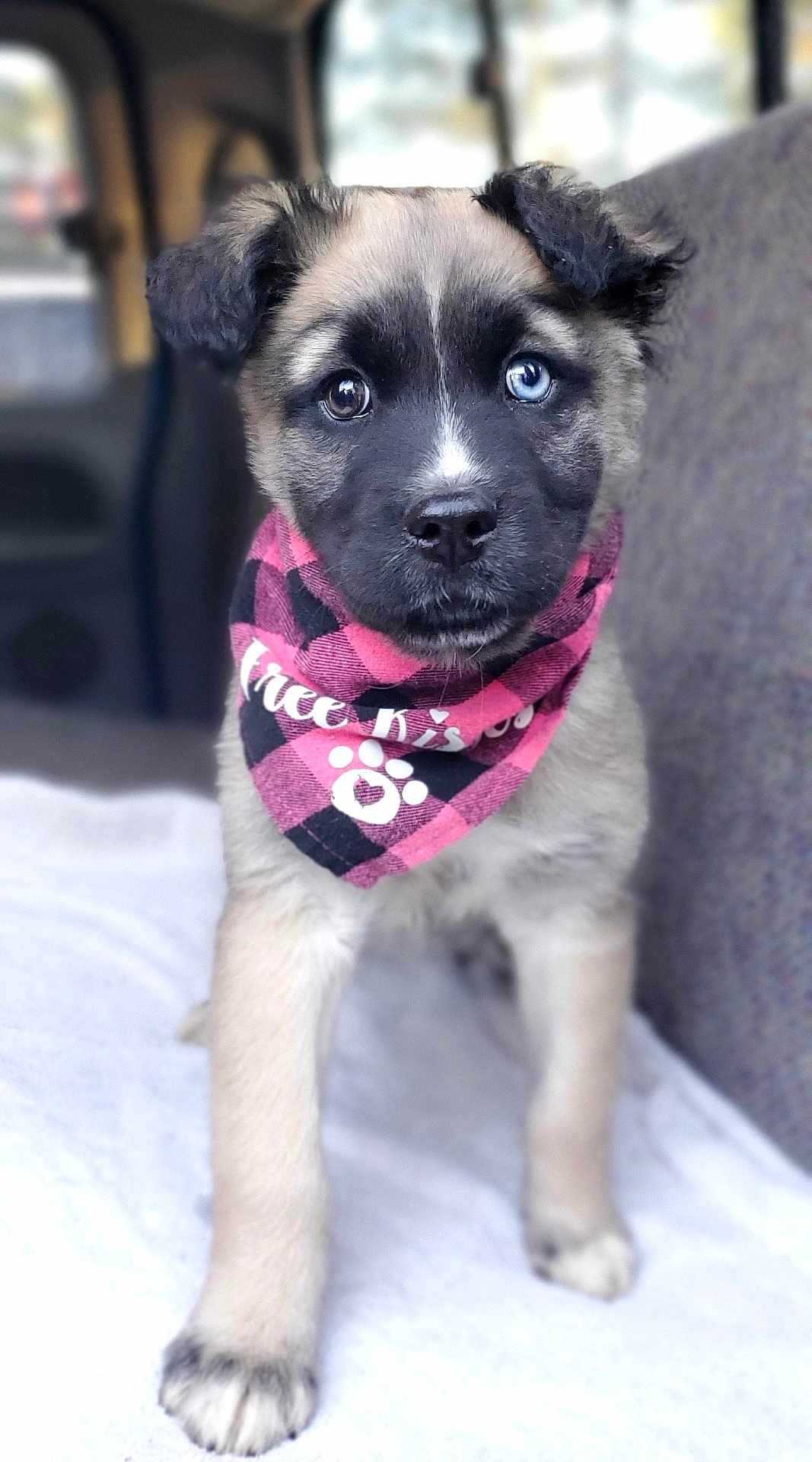 Esmeralda joined the competition — help win amazing prizes! bandana, blanket, blue_eye, brown_eye, car_interior, close_up, cute, dog, fur, heterochromia, nose, paws, pet_accessory, pink, plaid_pattern, portrait, puppy, seat, shallow_depth_of_field, staring