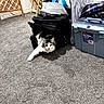 Fynn is registered to the contest to win money with this photo: bag, black_and_white, carpet, cat, clothing, cozy, curious, domestic, floor, folding_table, fur, furniture, household_items, indoor, paw, pet, relaxed, room, storage_box, stretching