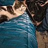 Fynn is registered to the contest to win money with this photo: animal, blanket, cat, comfort, couch, cozy, domestic, feline, fur, furniture, indoor, jacket, living_room, pattern, pet, pillow, relaxed, resting, soft, textile