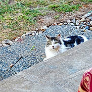 Fynn is registered to the contest to win money with this photo: animal, black_and_white, calm, cat, concrete, daylight, feline, fluffy, fur, grass, ground, looking_at_camera, mammal, nature, outdoor, pet, relaxing, resting, rocks, stone_pathway