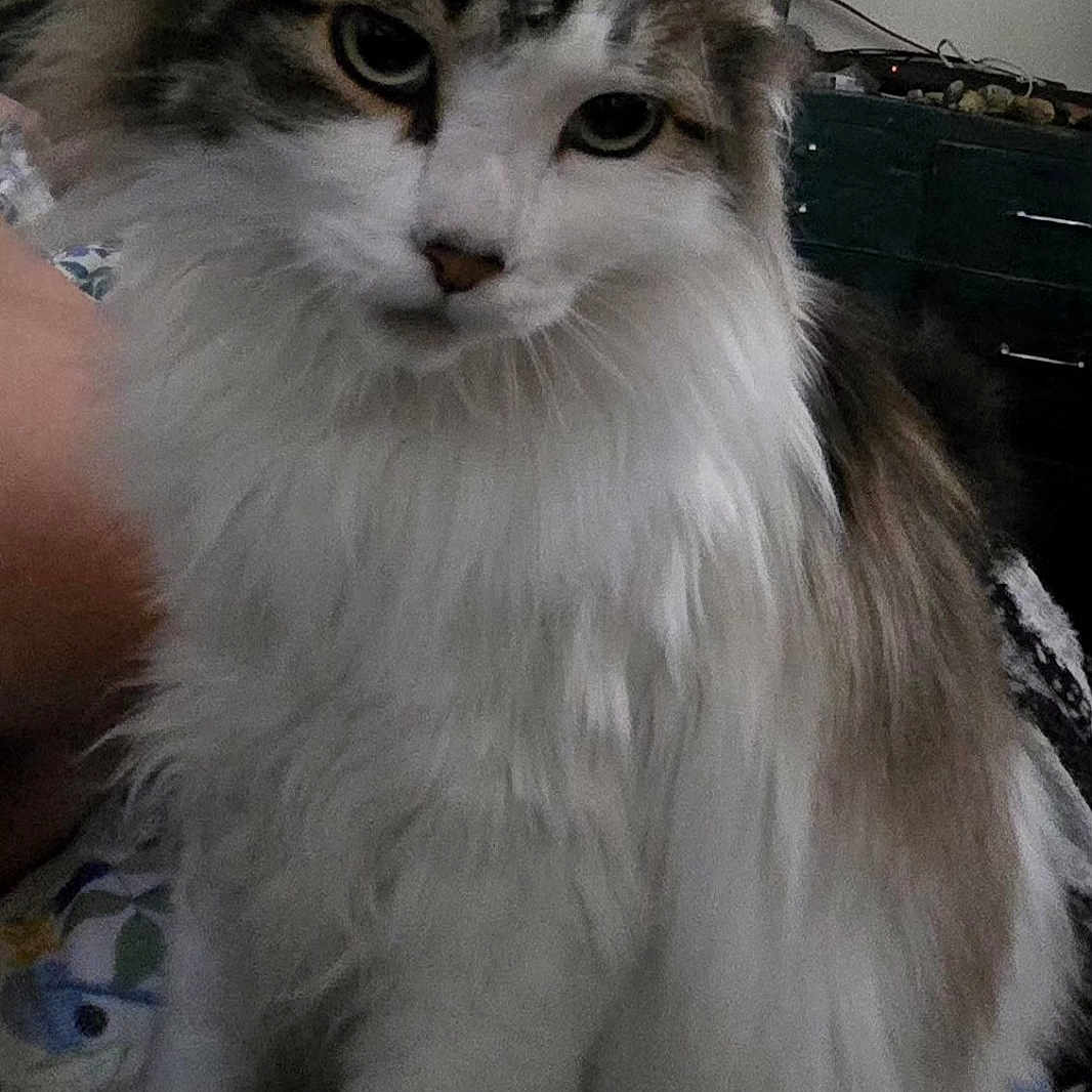 Fynn joined the competition — help win amazing prizes! cat, fluffy, white, brown, pet, indoor, bedspread, floral, feline, animal, cute, domestic, fur, whiskers, ears, eyes, paws, resting, household, curious