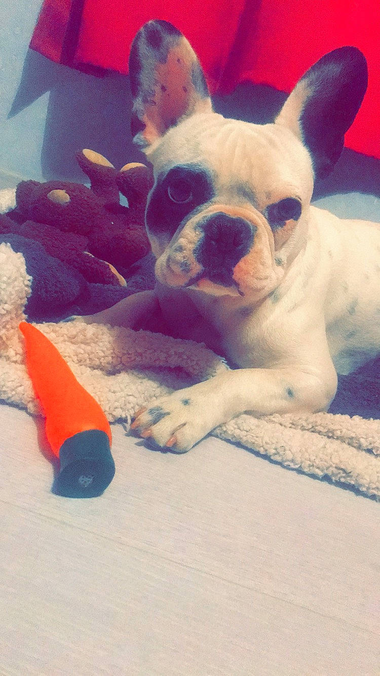 Osca participe au concours pour gagner de l'argent avec cette photo : carmine, carnivore, comfort, companion_dog, dog, dog_breed, ear, fawn, fun, fur, happy, mammal, plastic, plush, stuffed_toy, toy, toy_dog, vertebrate, whiskers, working_animal