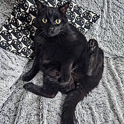 Néji a rejoint le concours — aidez-le/la à gagner de superbes lots ! animal, black_cat, blanket, cat, cozy, curious, cute, feline, fluffy, fur, home, indoor, pattern, paw, pet, pillow, relaxed, sitting, tail, wide_eyes