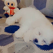 Blanco is registered to the contest to win money with this photo: puppy, dog, sleeping, fluffy, white, couch, patterned_fabric, doll, toy, bunny_ears, coca_cola, stuffed_animal, indoor, resting, cute, pet, cozy, soft, relaxing, small