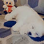puppy, dog, sleeping, fluffy, white, couch, patterned_fabric, doll, toy, bunny_ears, coca_cola, stuffed_animal, indoor, resting, cute, pet, cozy, soft, relaxing, small